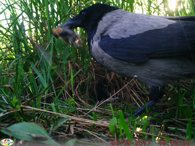 SG570-BW birding camera trigger speed is enough to catch predator on the nest