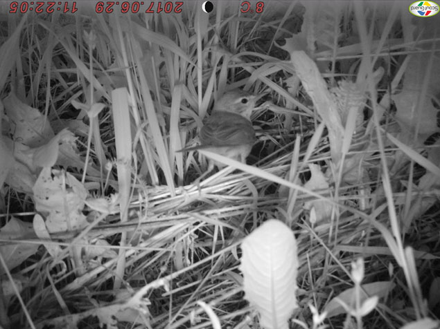 Night photo made by Scoutguard SG562-BW birdwatching camera